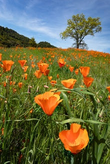 Seen and Heard : Alan Krakauer : Briones Reservoir