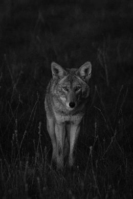 Seen and Heard : Alan Krakauer : Coyote at Dusk, Wildcat Canyon