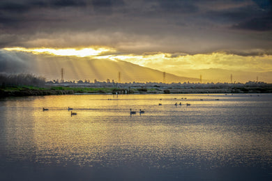 Seen and Heard : Jonathan Gray : Daybreak Eden Landing Reserve