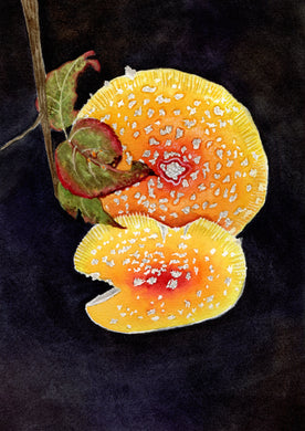 Jennifer Mazzucco - Niantic Mushrooms