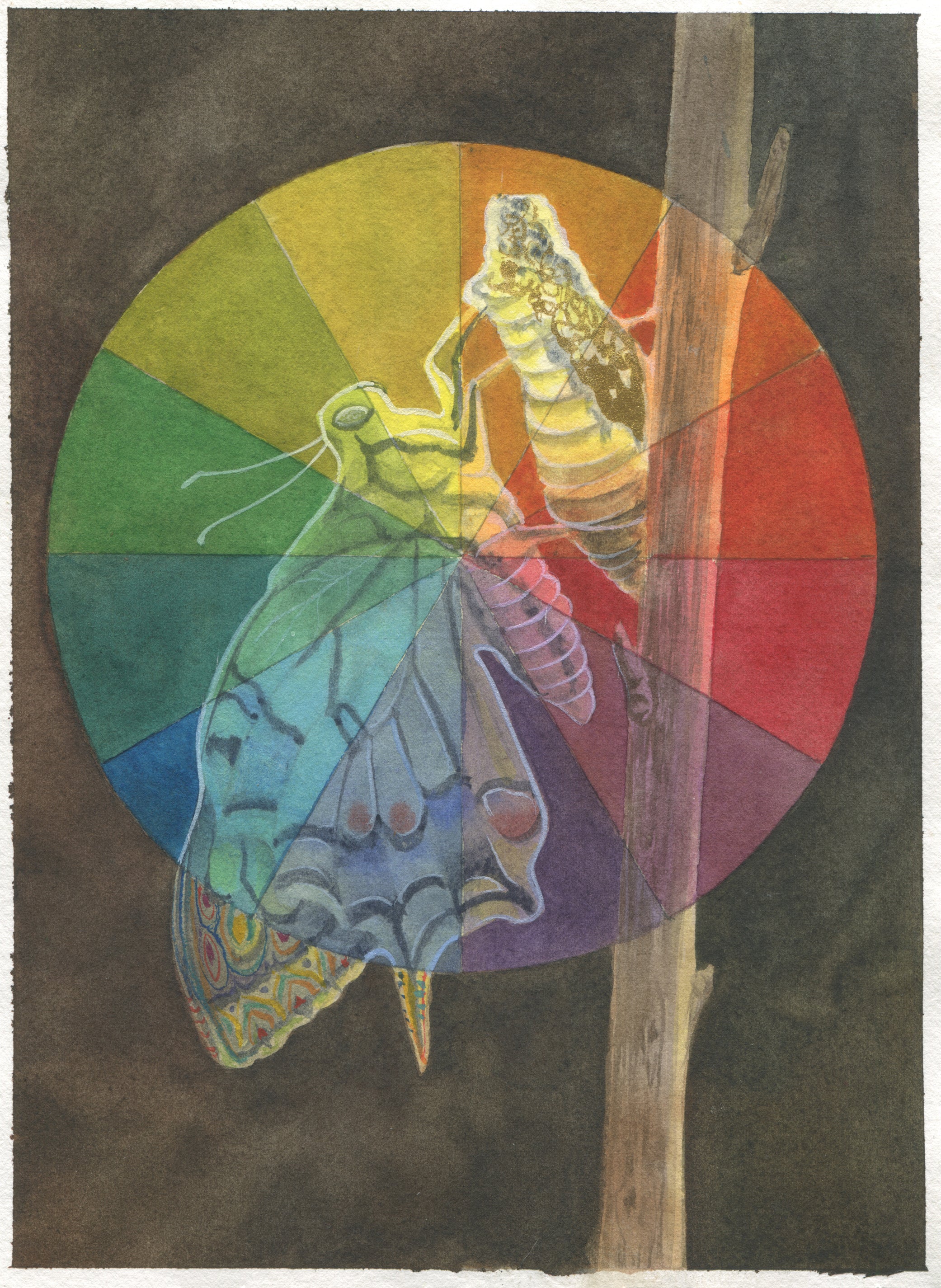 Jennifer Mazzucco - Butterfly Emerging Color Wheel