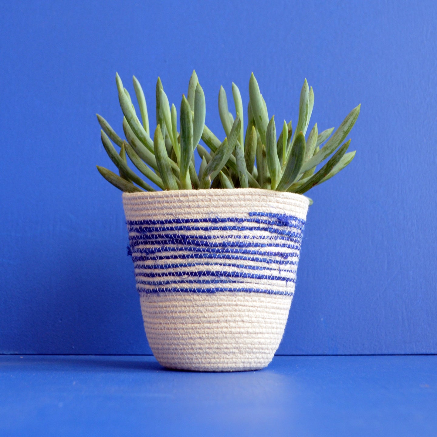 Moriah Okun: Planter