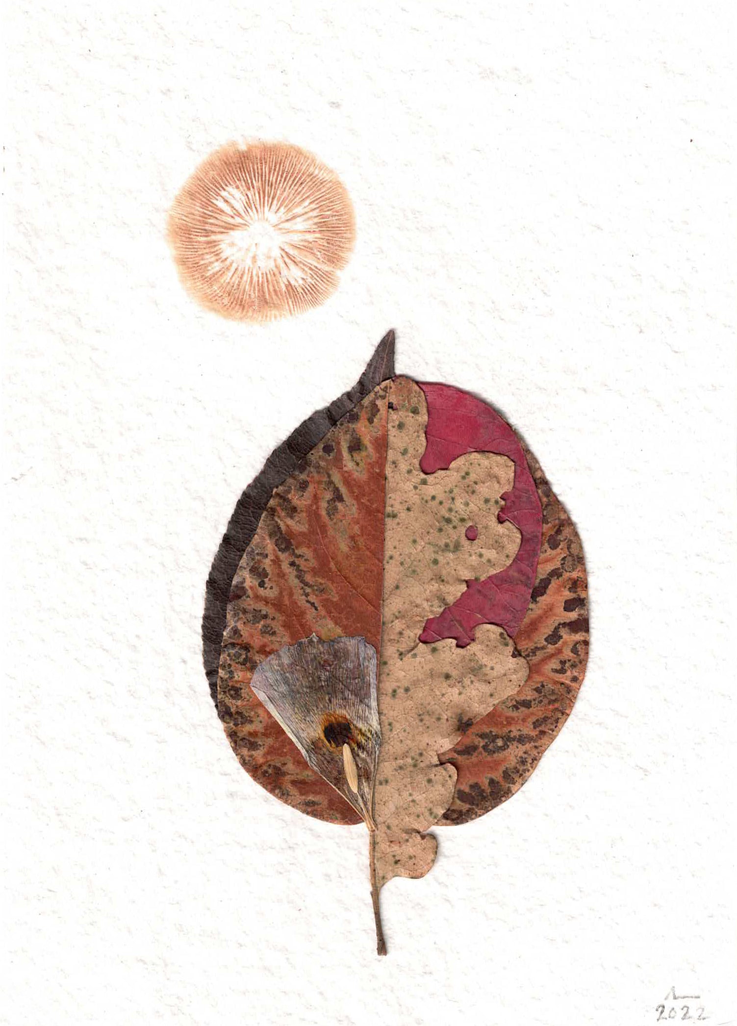Bio-Morphic - Ana Llorente - Asoleándos