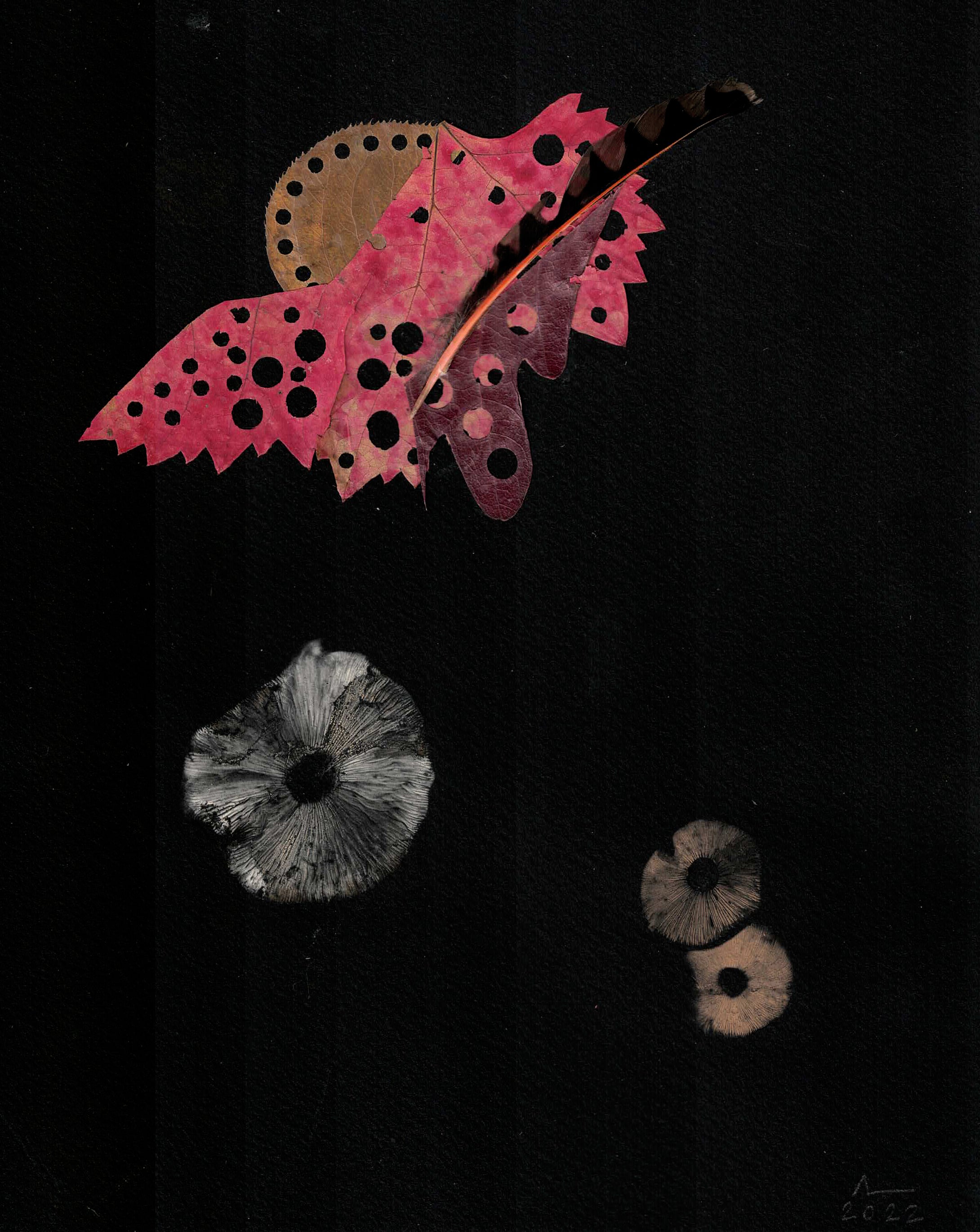 Bio-Morphic - Ana Llorente - Flicker Flicks