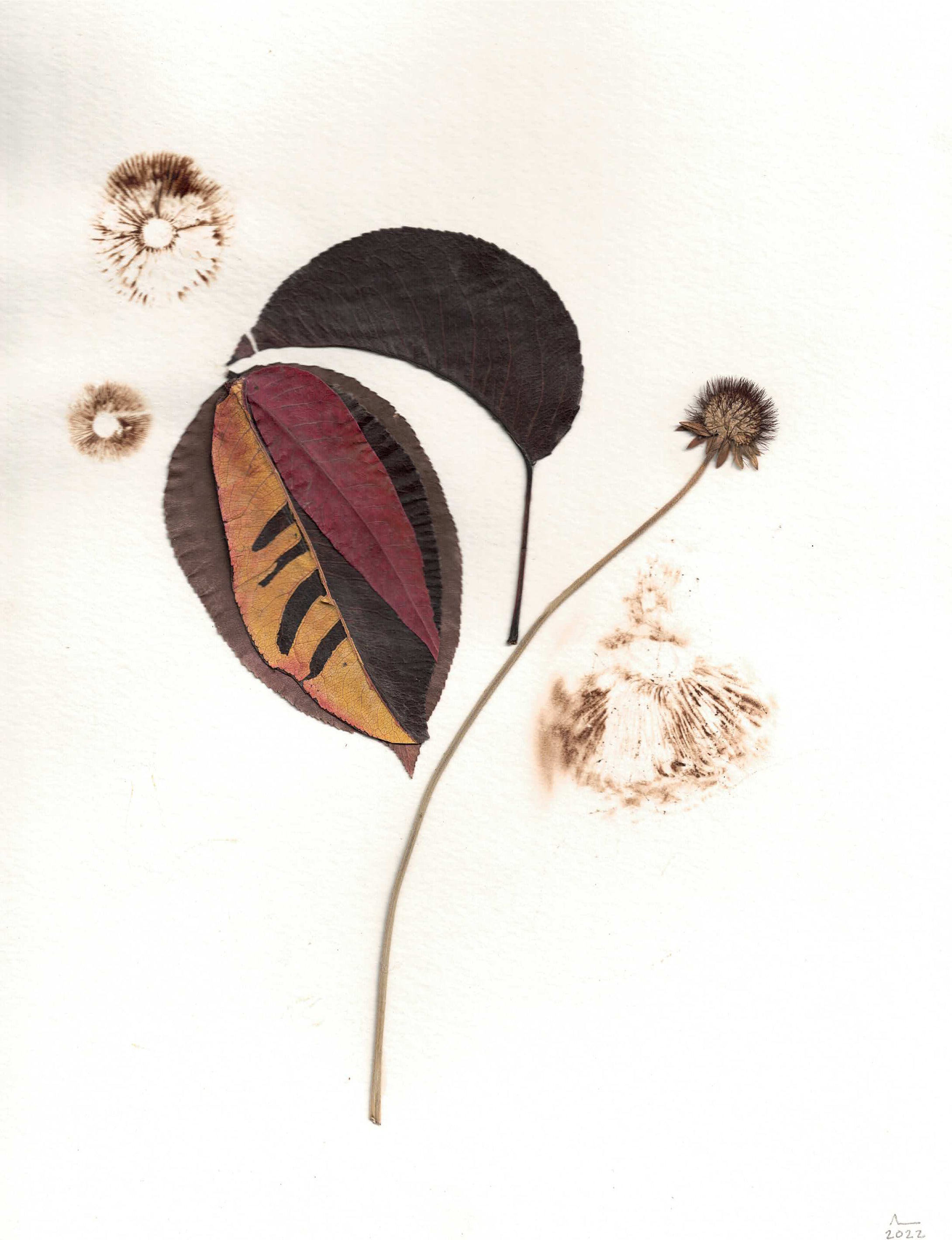 Bio-Morphic - Ana Llorente - Dos Y Uno Son Tres