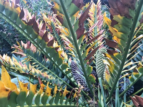 Becky Jaffe: Cycads for Stegusaurus