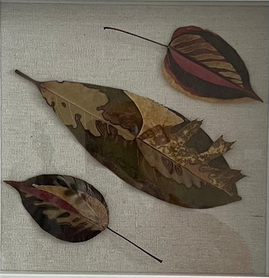 Bio-Morphic - Ana Llorente - Los Tres Tristes Tigres