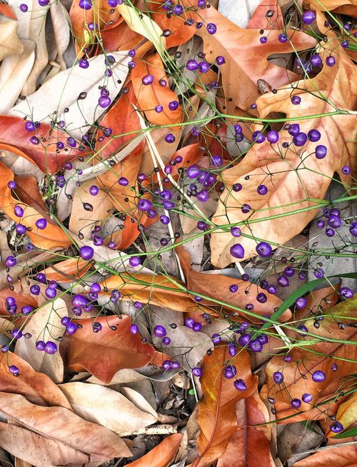 Becky Jaffe: Dianella Tasmauica