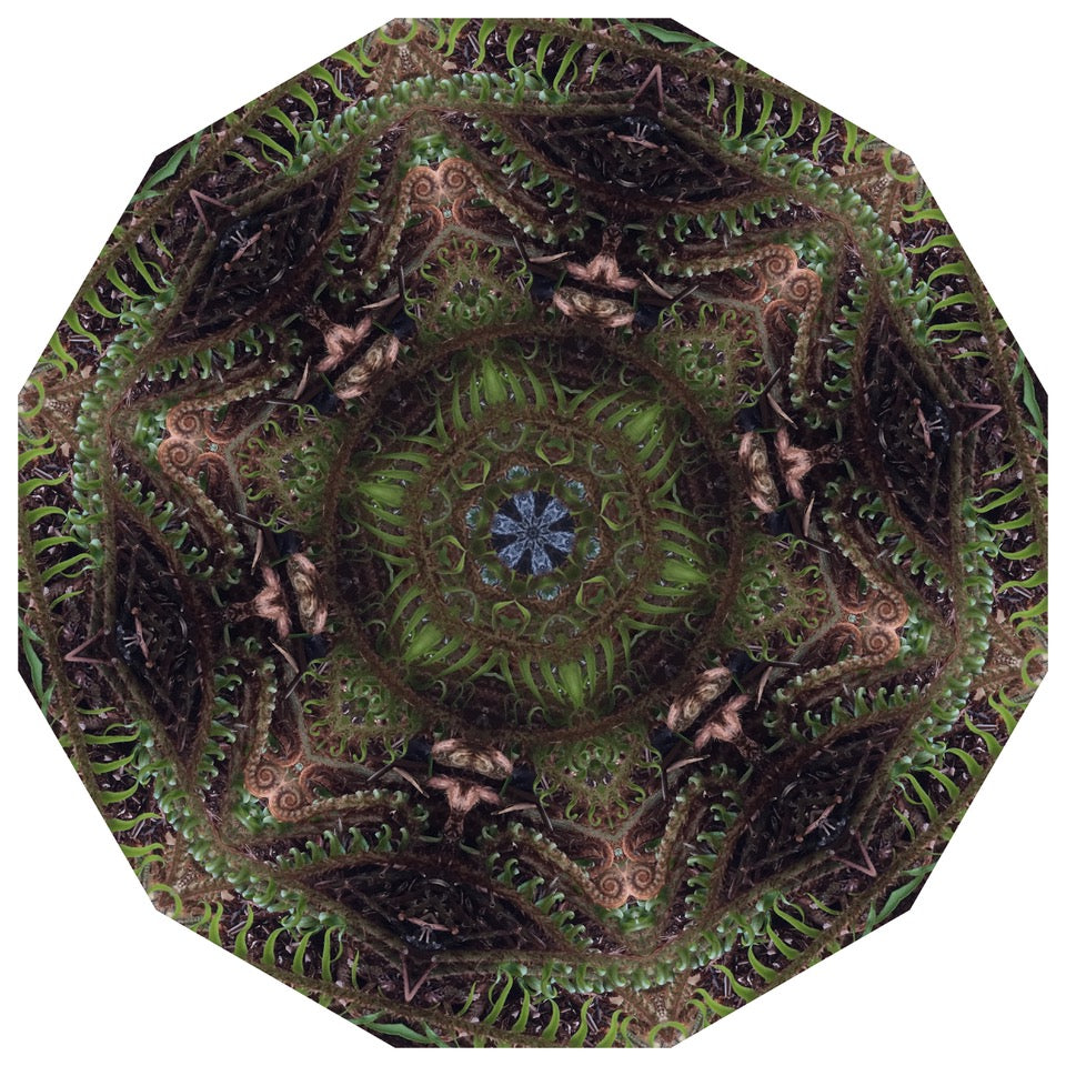 Elizabeth Addison: City of Trees