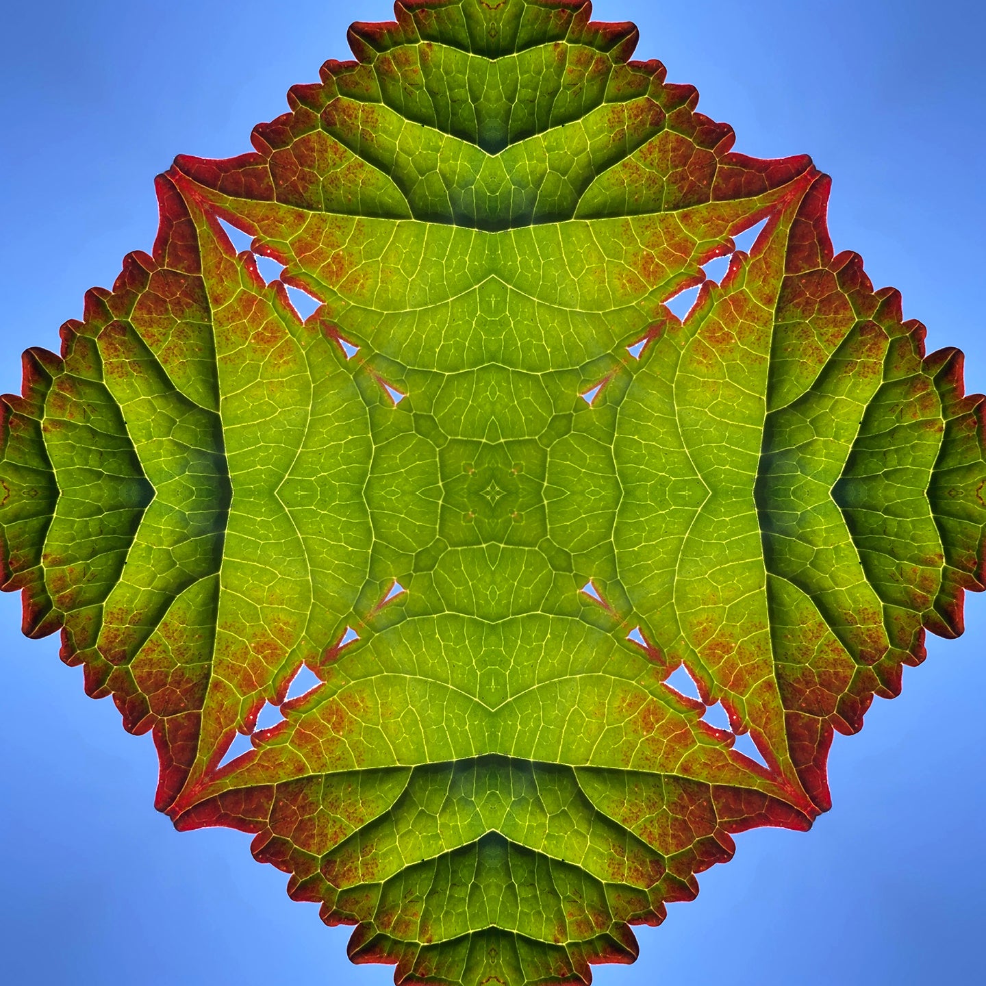 One Nest : Earthworks: Pairing 10: Elizabeth Addison: Mandala 080320, Pandemania Day 140 - Capillary Action II