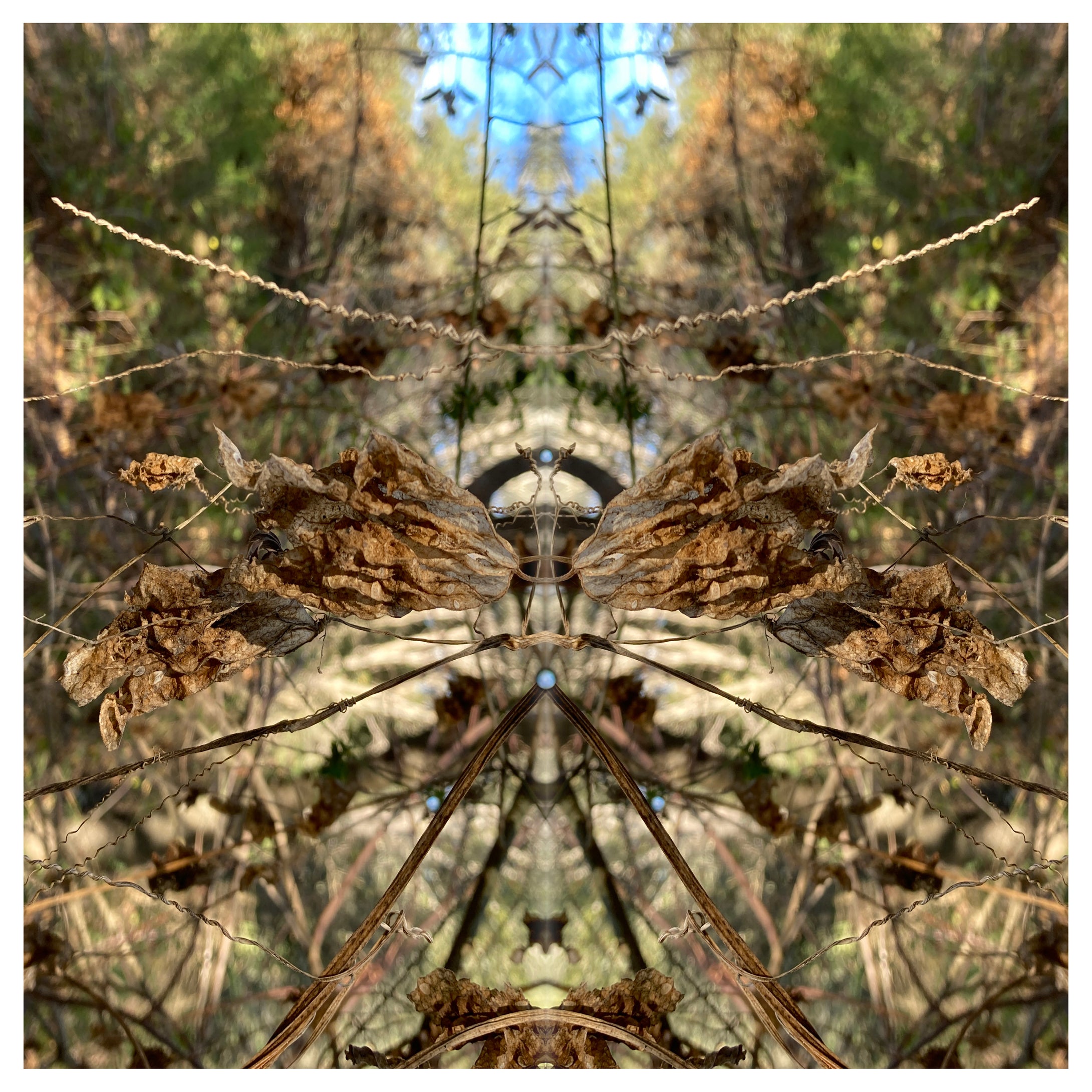 One Nest : Earthworks: Pairing 1: Elizabeth Addison Mandala 092420, Pandemania Day 192 - Brittle Beauty