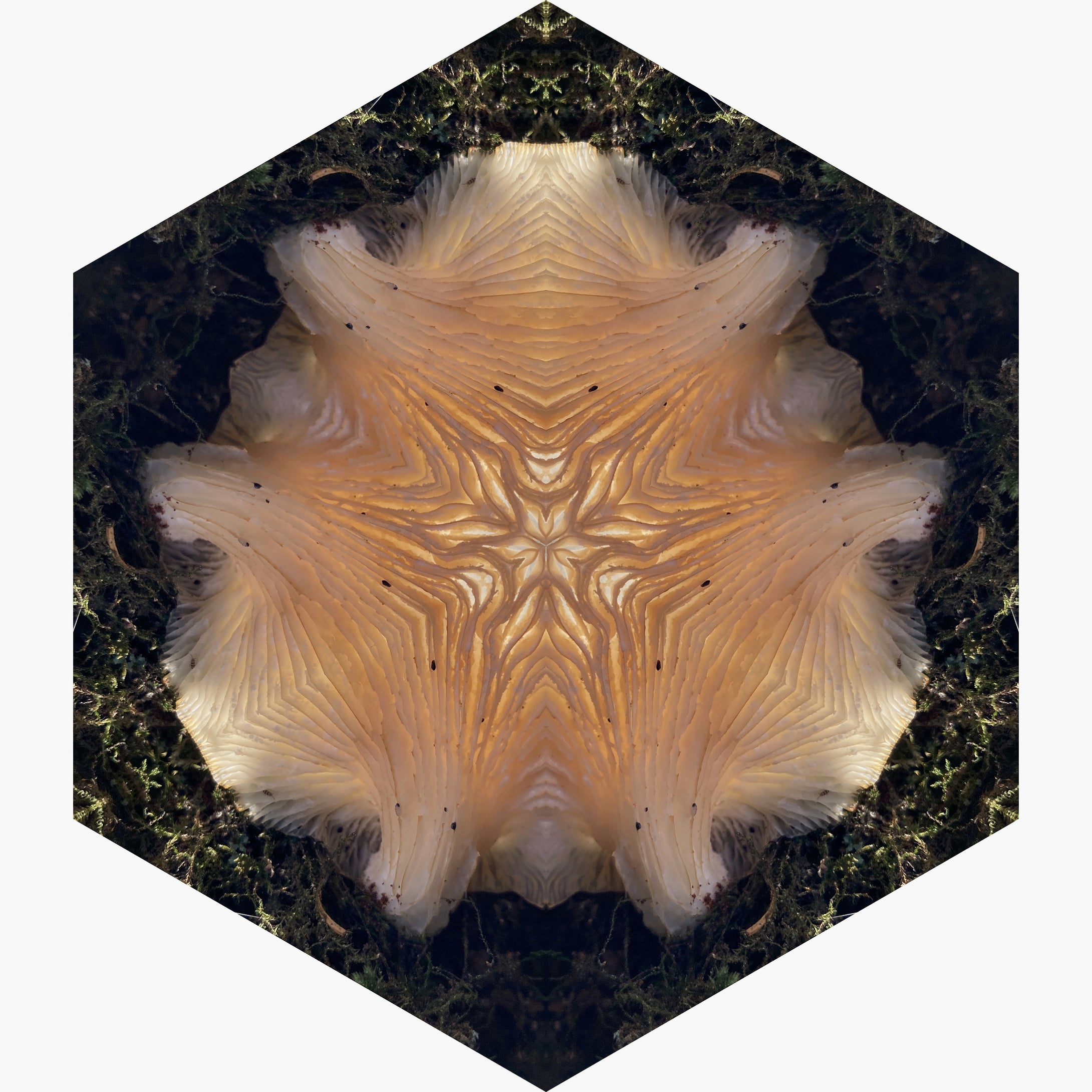 One Nest : Earthworks: Pairing 11: Elizabeth Addison: Mandala 092920, Pandemania Day 197 - Decurrent Gills