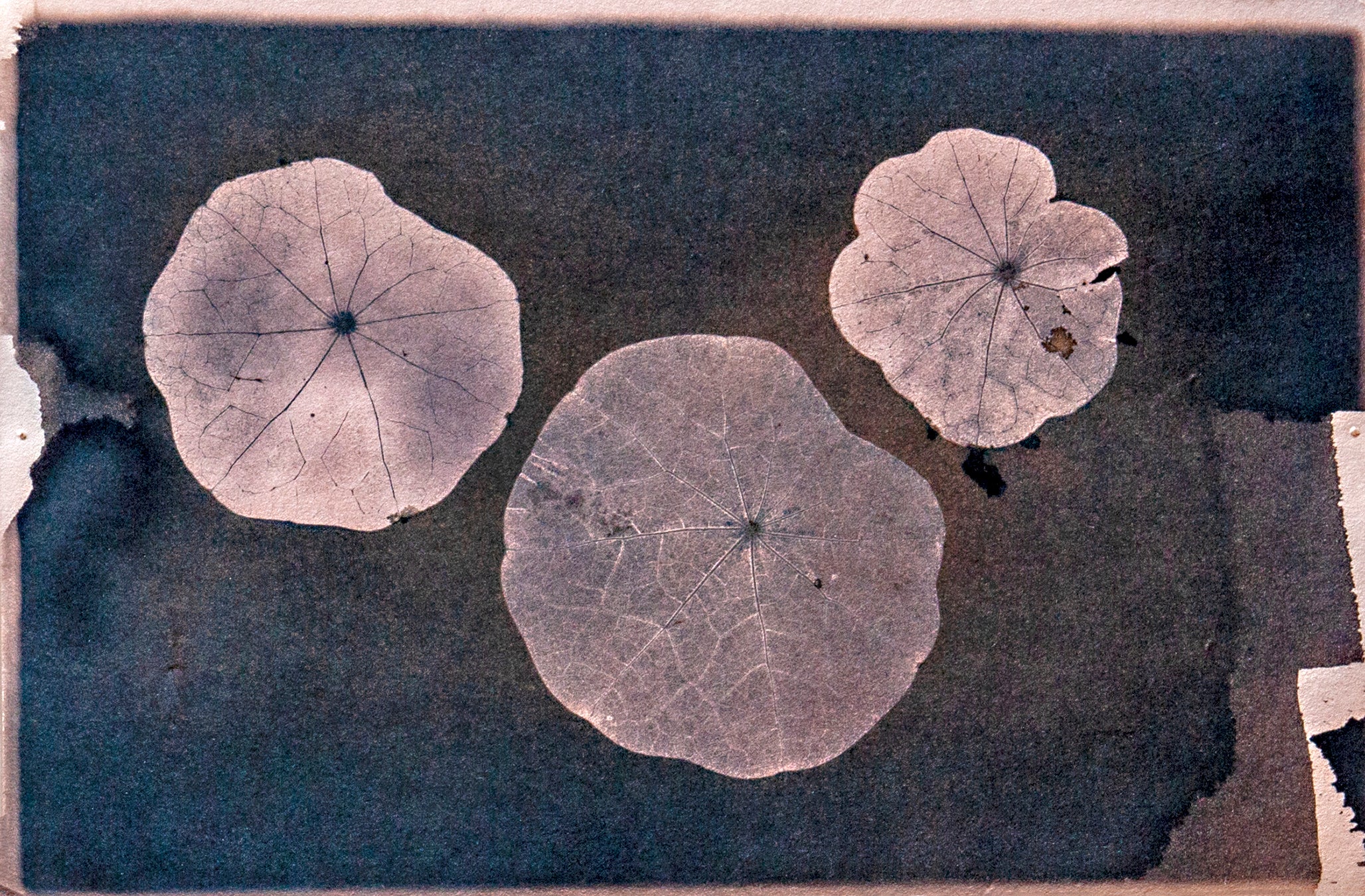 Transitions: Jay Levy: Nasturtiums #214