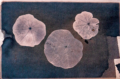 Transitions: Jay Levy: Nasturtiums #214