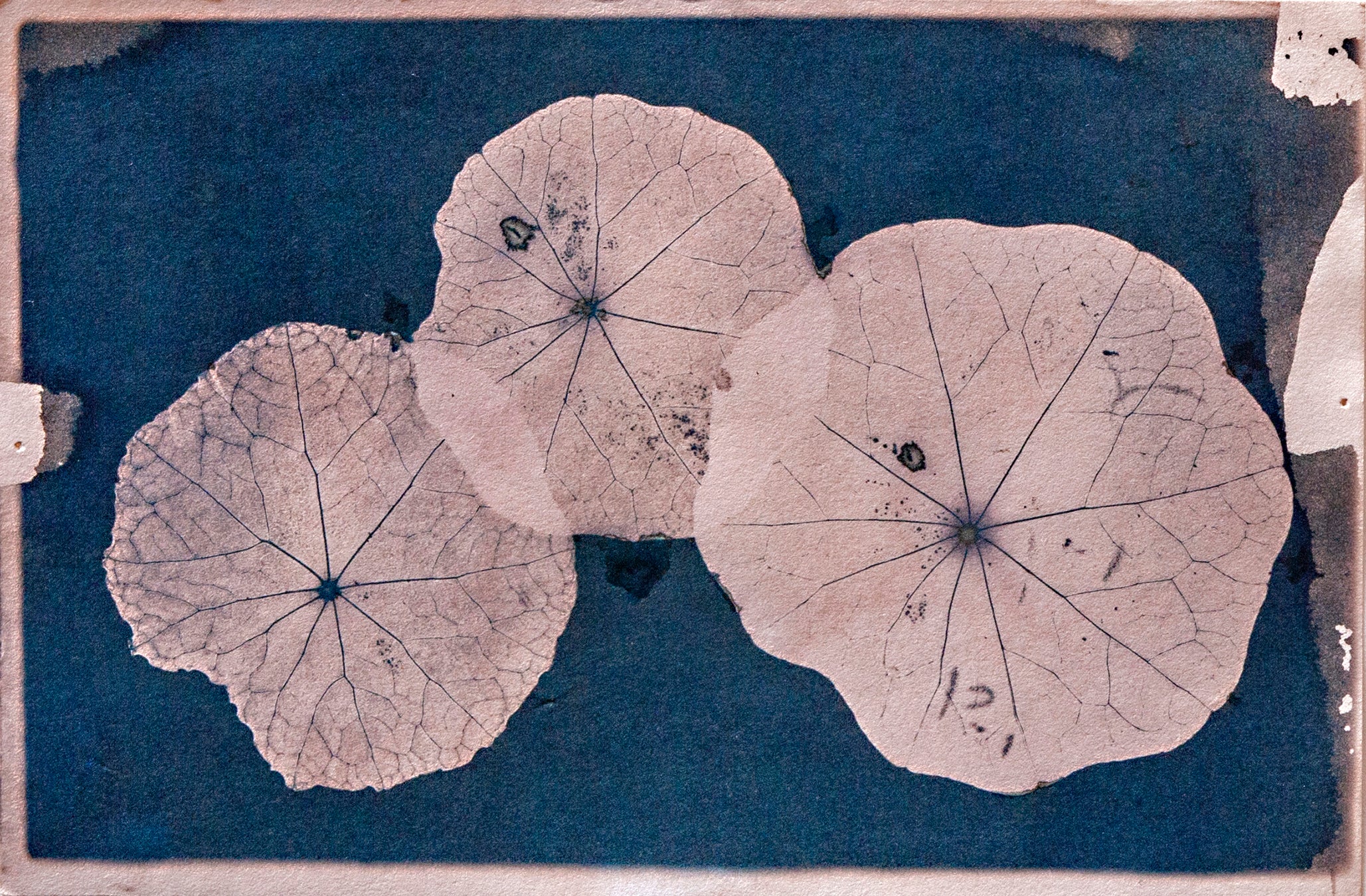 Transitions: Jay Levy: Nasturtiums #217