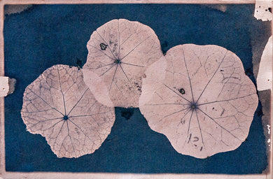 Transitions: Jay Levy: Nasturtiums #217
