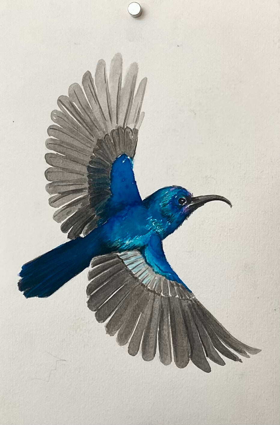 FLY: Leah Yael Levy: Palestine Sunbird