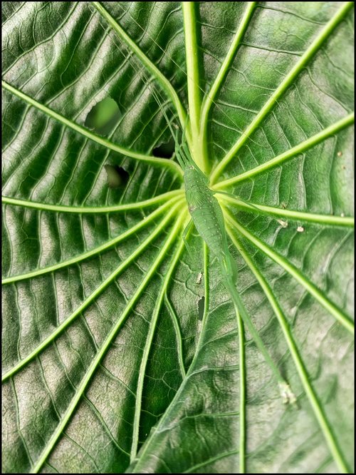 Becky Jaffe: The Web of Being