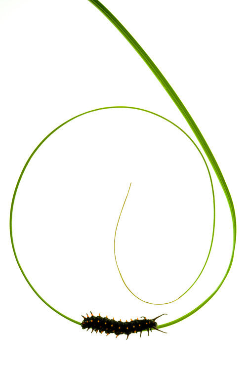 Becky Jaffe: Treble Clef