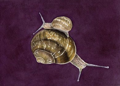Jennifer Mazzucco - Big Snail Giving Small Snail a Ride