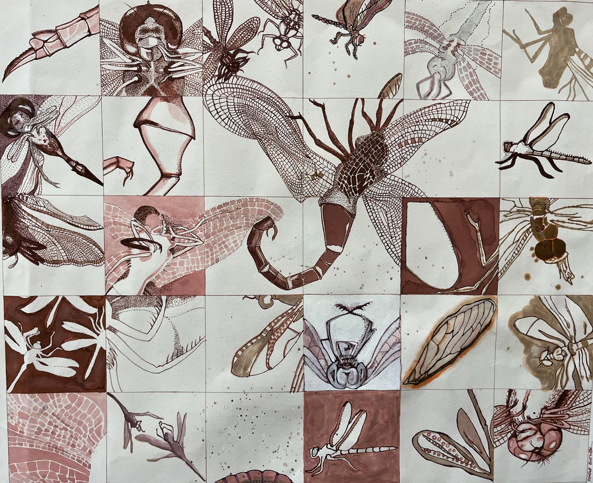 Hope & Healing: Pamela Blotner: 28 Ways of Looking At A Dragonfly