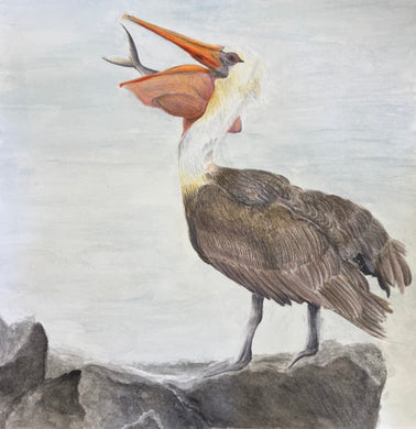 2026 Albany High School : Pelican Kajsa Davison  10.5 x11, watercolor $230