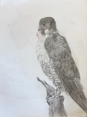 2026 Albany High School : Peregrine Falcon Kajsa Davison  9 x12, pencil $234