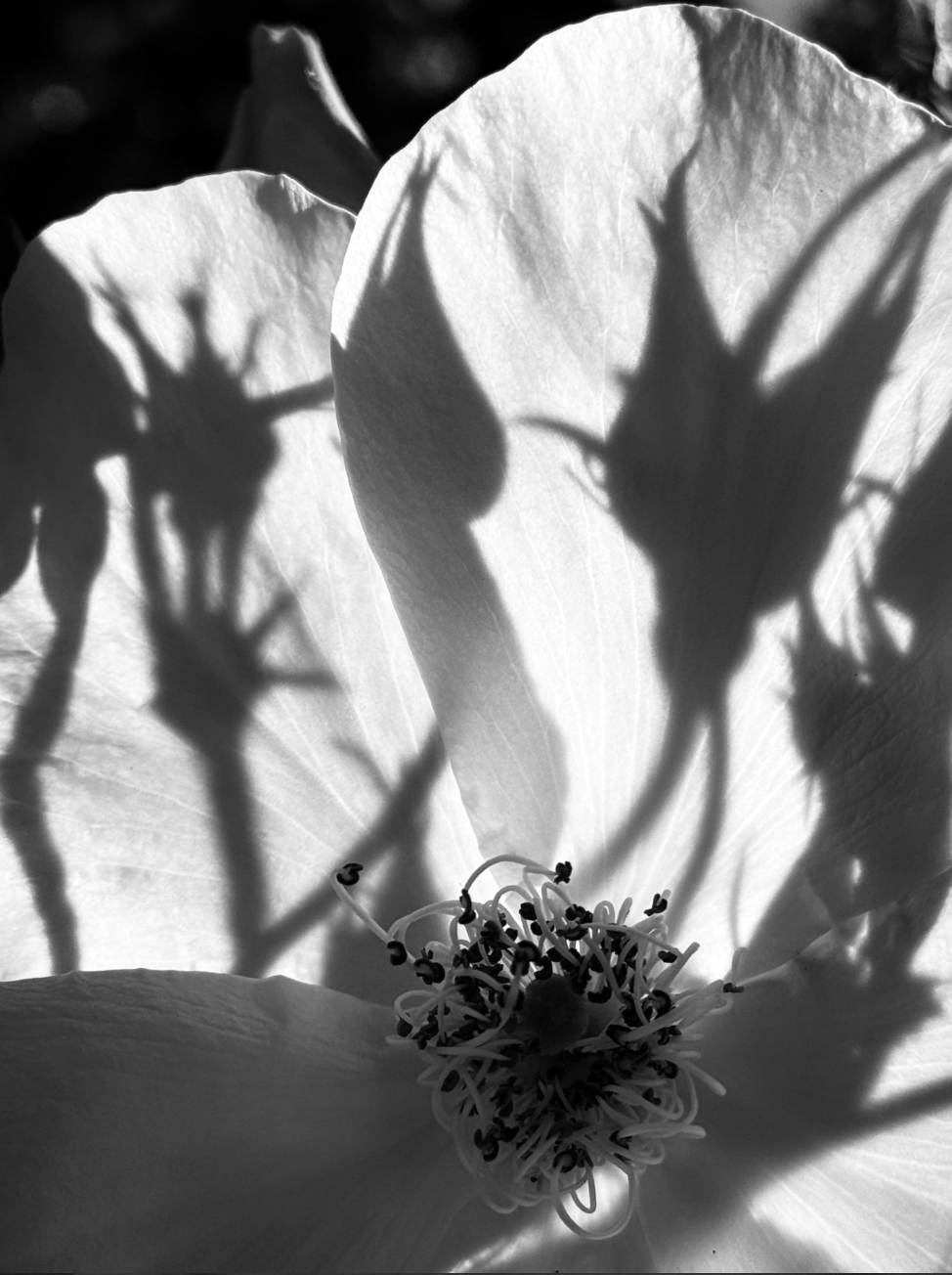 On Rose | Katherine Griffin | Beyond the Bloom