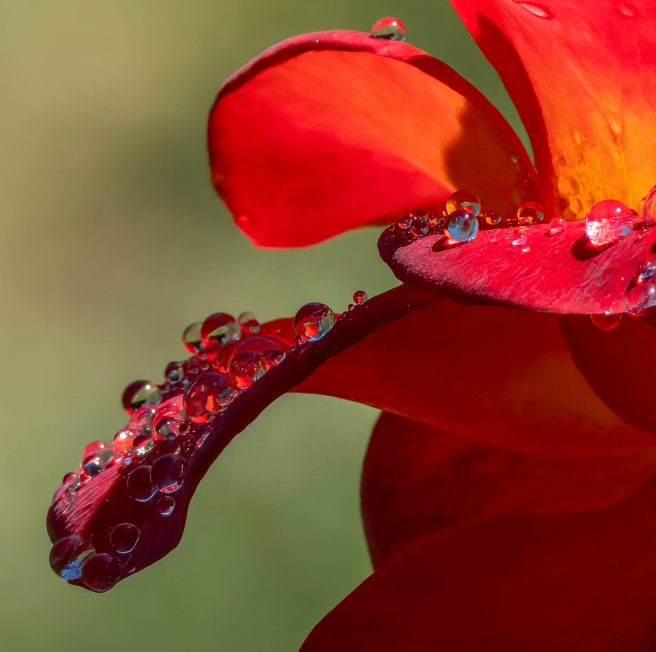 On Rose | Jessica Swanson | Dew Bedazzled
