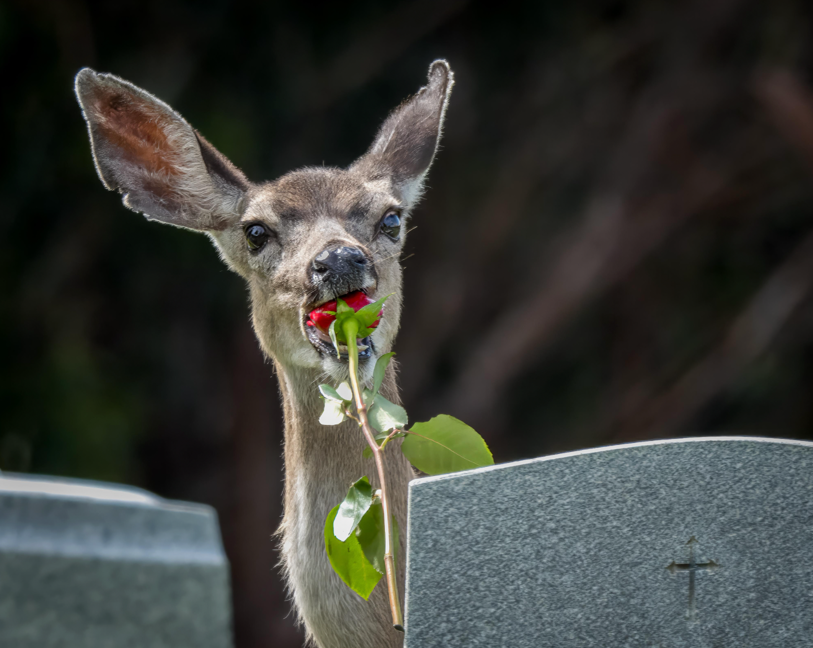 On Rose | Jessica Swanson | Eating Grief