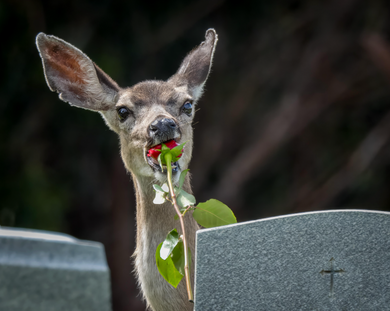 On Rose | Jessica Swanson | Eating Grief