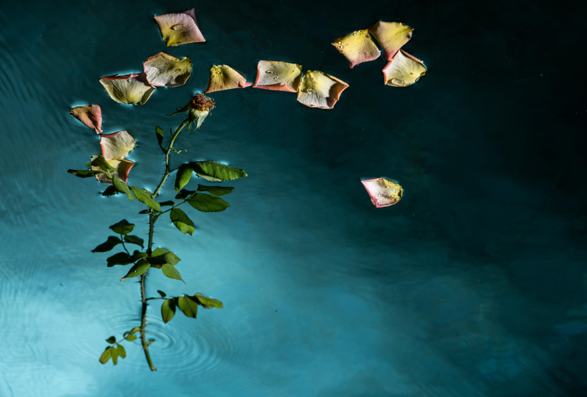 On Rose | Adam Schwartzberg | Endings