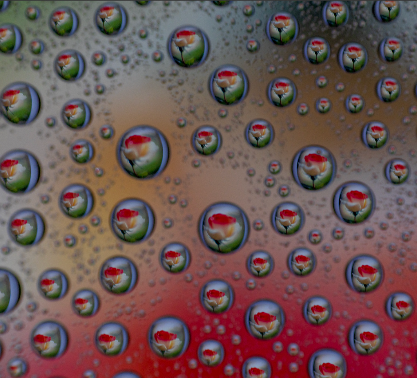 On Rose | Jim Dupont | It's Raining Roses