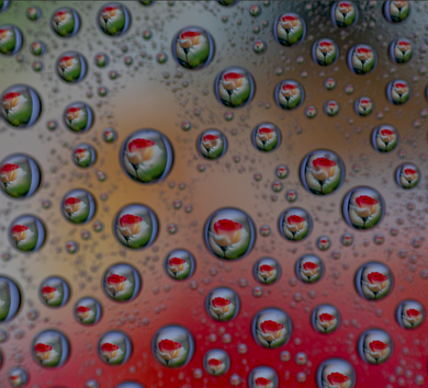 On Rose | Jim Dupont | It's Raining Roses