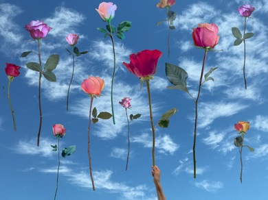 On Rose | Maria Budner |  Roses Rising