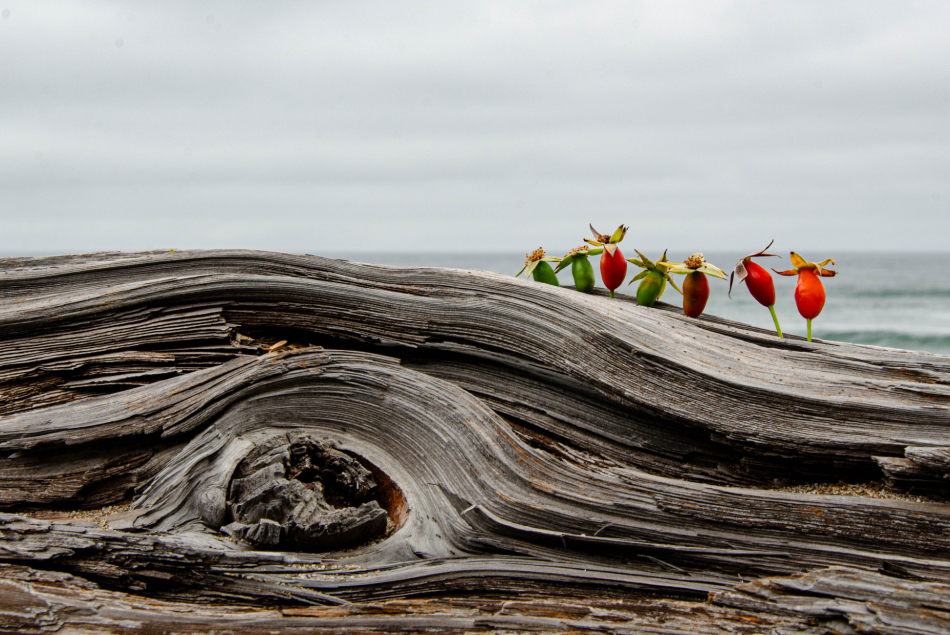 On Rose | Emmy Randol | The Hipsters had a Grreat Day at the Beach