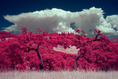On Rose | Michael Teller | Through Rose Colored Lenses