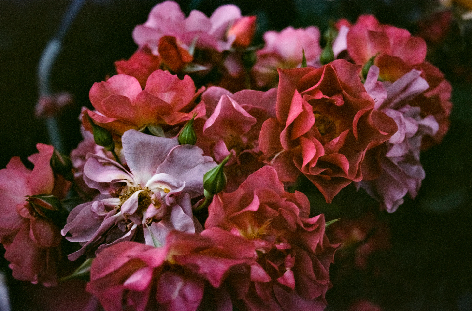 On Rose | Itztli Aspera (Izi) | Weeping