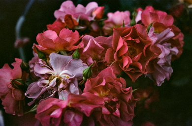 On Rose | Itztli Aspera (Izi) | Weeping