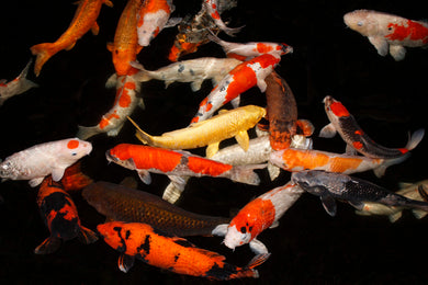 2026 Albany High School : Koi Nyah Hartwell 18 x 12, photograph $25