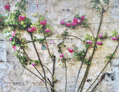 On Rose | Kevin Murphy | Love and Roses
