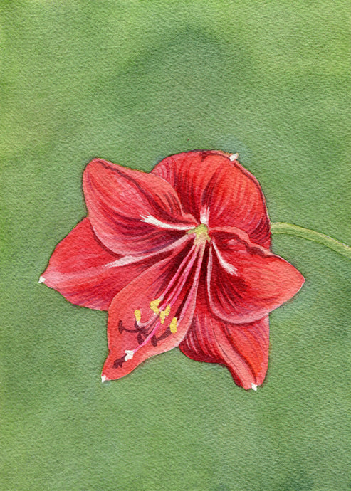 Jennifer Mazzucco - Red Flower on Green Background
