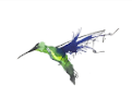 Above the Noise: Nicholas Kanozik: Hummingbird Aria No.1