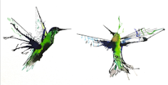 Above the Noise: Nicholas Kanozik: Hummingbird Aria No.2