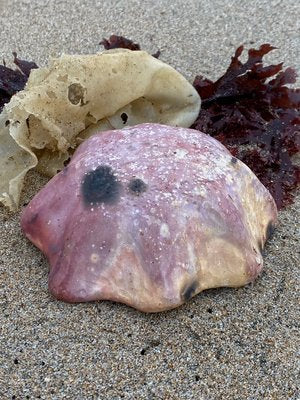 People, Places, & Things : Cravings | Tamara Danoyan | Pink Pit Fired Starfish