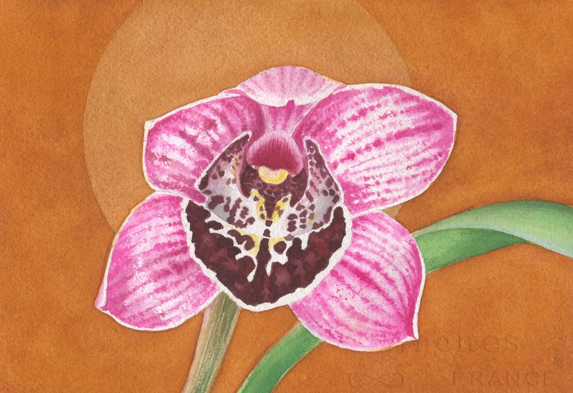 Jennifer Mazzucco - Pink Orchid with Halo