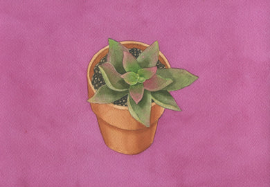 Jennifer Mazzucco - Succulent on Pink Background