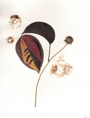 Bio-Morphic - Ana Llorente - Dos Y Uno Son Tres