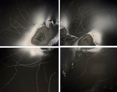 Bio-Morphic - Ana Llorente - Insectos Trabajadores