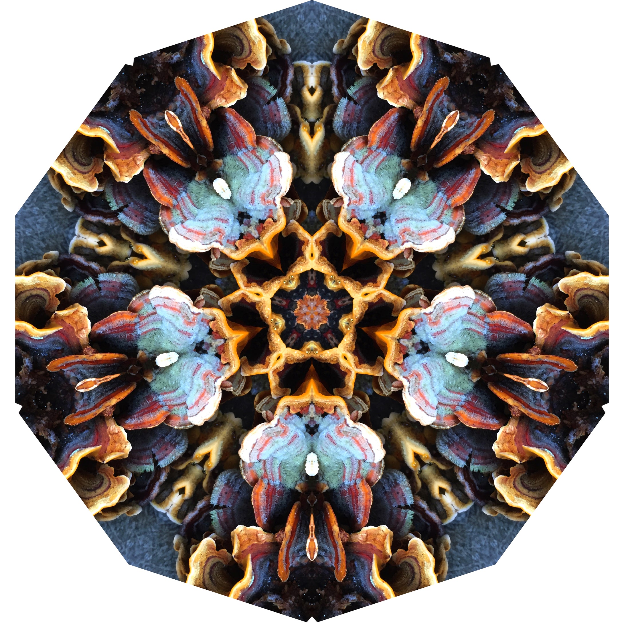 One Nest : Earthworks: Pairing 7: Elizabeth Addison: Mandala 011220, Intelligent Structures